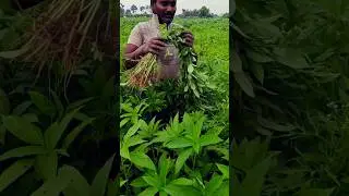 Timely Thinning & Weeding is  Necessary in Jute Cultivation #shorts #short #jute