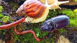 Rare Wildlife Encounter : Millipede, Snail & Rhinoceros Beetle Meetup #educationalmillipede #insects