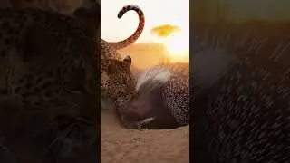 Predators never learn&mdash;never barge into a lion den #wildlife #nature #safari