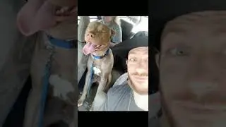 #pitbulladvocate #pitbullawareness #dog #kato #foryou #ytshorts #fypシ #pitbull #pitbulldad #cute