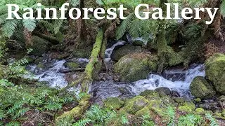 Walking in Rainforest Gallery, Warburton, Victoria, Australia | Relaxing rain sounds