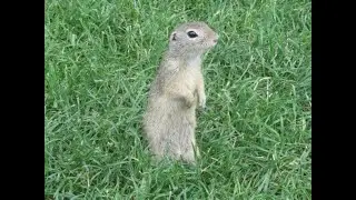 European Souslik (European Ground Squirrel) - Blumeng&auml;rten Hirschstetten, Vienna, Austria - part 1