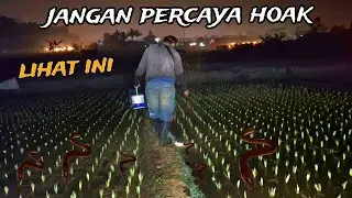PEMBUKTIAN !! ngobor belut di sawah saat  bulan terang