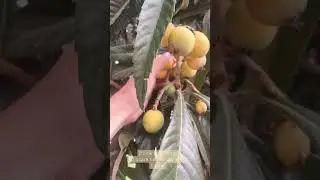 Picking out loquat fruit from my tree #asmr #loquat #shorts #nisperos