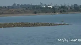 Close Observation can all the way change perspective-stones to Bar- headed Geese