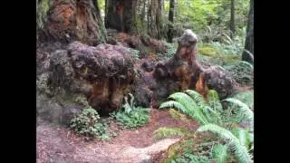 Stout Memorial Grove, Oct  15, 2011
