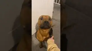 this isn&rsquo;t a dog. it&rsquo;s the rare brown land seal (ig gusthexlstaffy)