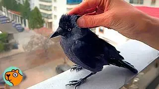 Baby Crow Was Scared Of Humans, Until This Man Saved Her | Cuddle Buddies