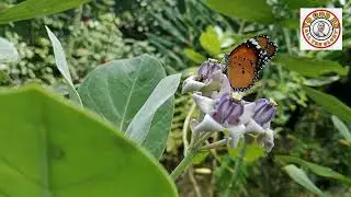Monarch butterfly sanctuary with crown flower | BETv