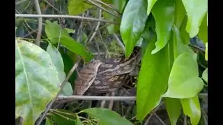 Amethystine Python (Simalia kinghorni) Natural Curiosity