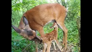 Lily gives birth to two fawns
