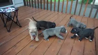 Pocket American Bully Puppies 5 week update