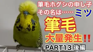 【インコ】筆毛大量発生‼️PART13 後編