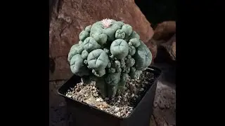 Lophophora williamsii auf Trichocereus pachanoi pfropfen.