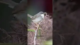 Gray breasted prinia