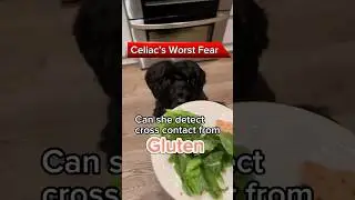 Can a gluten detection dog detect cross contact from gluten? #glutendetectiondog #celiacdisease