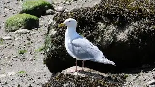 Glaucous-winged Gull  🇨🇦 Vancouver BC