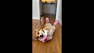 😱 Corgi in pink slippers shocks the kitten! 😂 Would YOU laugh or scream? 👉 Like & Subscribe