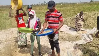 How Is Rice Processed Locally In Nigeria.