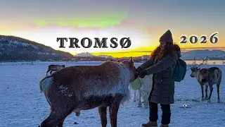 Trip to Troms&oslash; | Northern Lights, Reindeer & Polar Night Magic