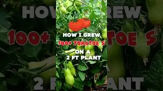5 TIPS to INCREASE TOMATO PRODUCTION