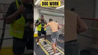 Professional dog work #worldcapitalboxing #boxer #boxing #2025 #new #follow #subscribe
