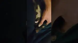 Loving on a rattie!