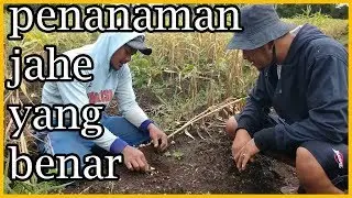 Budidaya Jahe Yang Baik Dan Benar