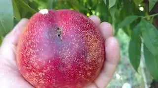 Нектарин Флэйвон / nectarine Flavon/ Отзыв и видео от питомника Макси Сад