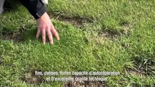 RPR - Ray-grass anglais auto-regarnissant