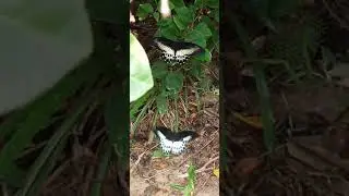 Large butterflies in my garden #Shorts