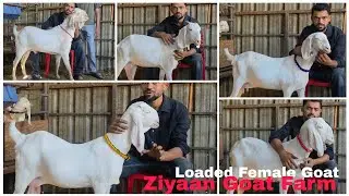 HYDPAT LOADED FEMALE | PATIR MALE | ZIYAAN GOAT FARM
