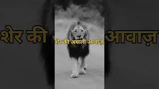 शेर की असली आवाज़ #lion