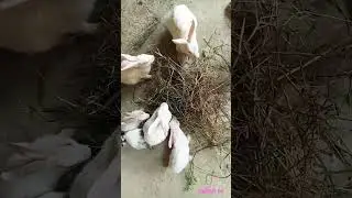 rabbit aa//rabbit eating grass//rabbit baby eating grass//rabbit Aa channel//rabbit baby