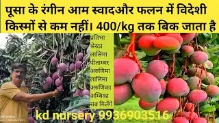 pusa coloured mango || सबसे सुंदर और मीठे आम