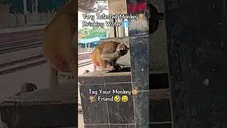 Monkey🐒 Drinking Water💦#creative #monkey #water #funny #tag #friends #enjoy #fun #ankithavibes #yt