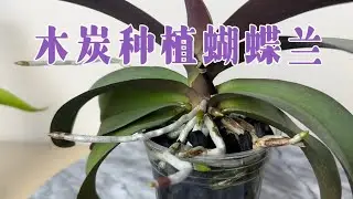 October 4, 2023更新 - 木炭种植蝴蝶兰。根长疯了Growing Phalaenopsis in charcoal