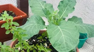 Como Plantar Couve em Vaso