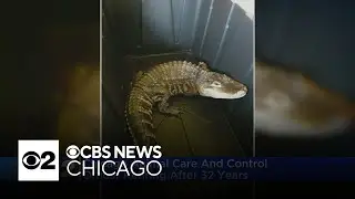 Chicago Animal Care and Control officer retires after 30 wild years
