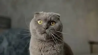 How do cats recognize their owners' voices?