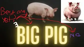 BIG PIG | 3rd video
