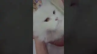 cute cat with two different eye color | #viral  #shorts @trending