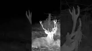 Jelenia ruja 2025 #browningtrailcam #deer #wildlife #nature #trailcamera  #rykowisko  #hunting