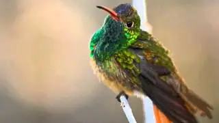 Buff-bellied Hummingbirds-1