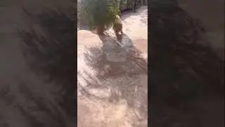 #onedirection #teddy #chowchow #dog #running #cute #funny #reels #memes #viral #shorts #ytshorts #yt