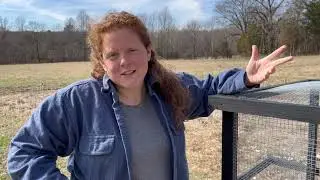 Electric Poultry Netting vs Predators