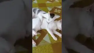 sweet #cat sisters another play day in the island #animals #shortsfeed
