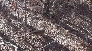 Bowhunting on Public Property Self Filming Fail
