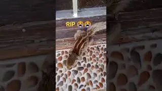 | RIP | Squirrel died | 😭😭#shorts #trending #nature #squirrel #squirrelvideo #rip #died #sad