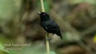 Black-tailed Antbird - Peruvian endemic, birding in Peru,  bird tours Peru, Tanager Tours,